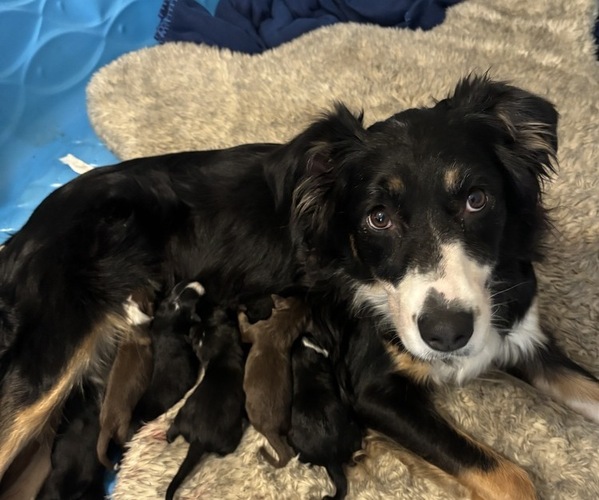 Medium Photo #1  Breeder Profile in OLD LYME, CT, USA