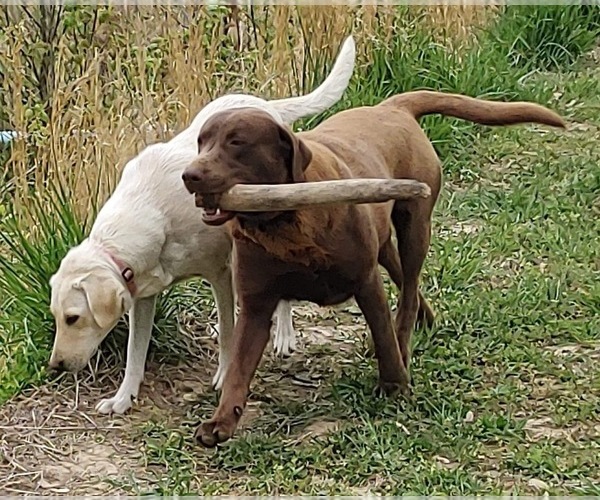 Medium Photo #1  Breeder Profile in CHRISNEY, IN, USA