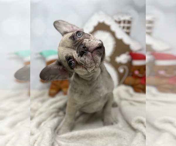 Medium Photo #12  Breeder Profile in PENN VALLEY, CA, USA