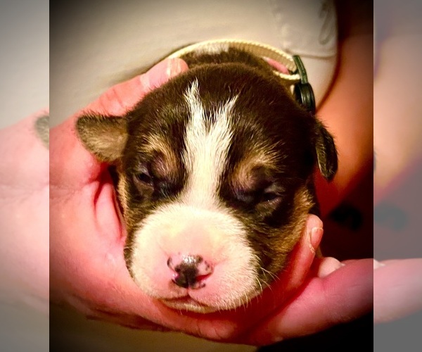 Medium Photo #8  Breeder Profile in FORT MITCHELL, AL, USA