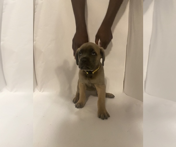 Medium Photo #1  Breeder Profile in HOUSTON, TX, USA