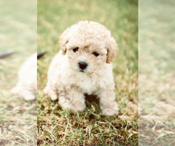 Medium Photo #1  Breeder Profile in COOLIDGE, AZ, USA