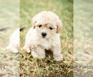 Maltese-Maltipoo Mix Dog Breeder near COOLIDGE, AZ, USA