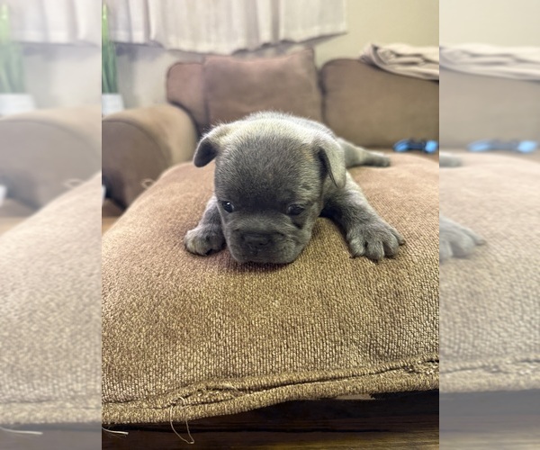 Medium Photo #9  Breeder Profile in BRUNSWICK, MO, USA