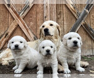 Golden Retriever Dog Breeder in DE BEQUE,  USA