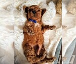 Small #106 Breeder Profile image