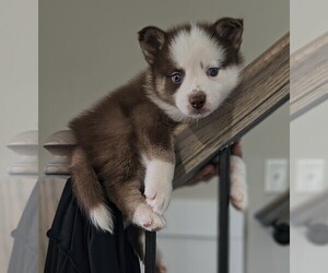 Pomsky Dog Breeder in NORTH ALBEMARLE,  USA