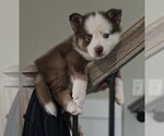 Small breeder photo