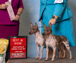 Small breeder photo