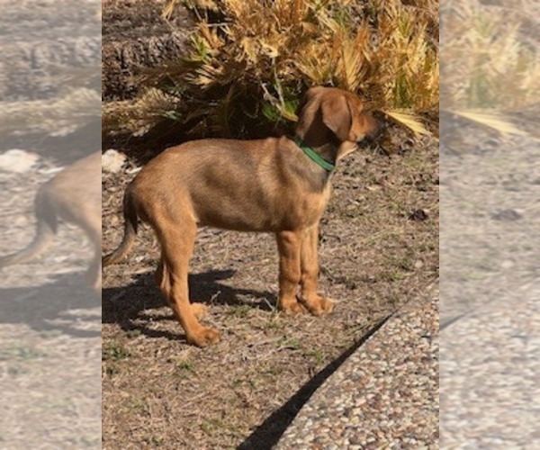 Medium Photo #3  Breeder Profile in SAN ANTONIO, TX, USA