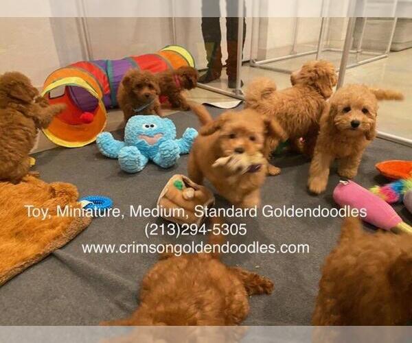 Medium Photo #10  Breeder Profile in BREA, CA, USA