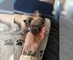 Small #17 Breeder Profile image