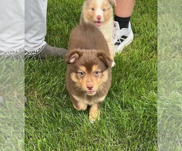 Medium Photo #6  Breeder Profile in WENTZVILLE, MO, USA