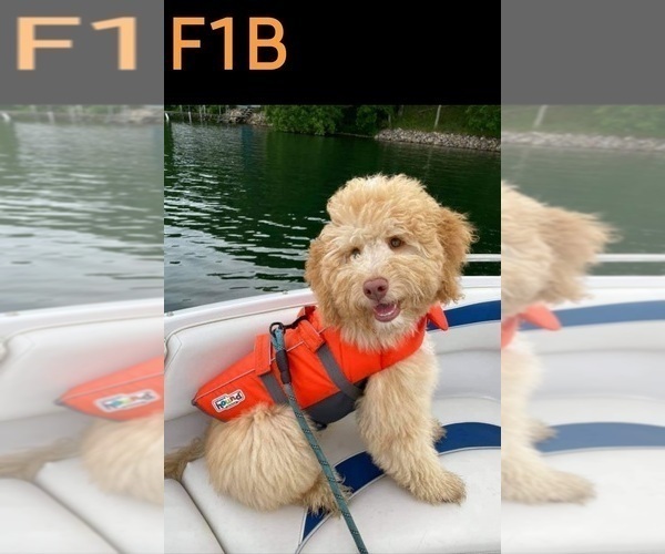 Medium Photo #47  Breeder Profile in MILLVILLE, MN, USA