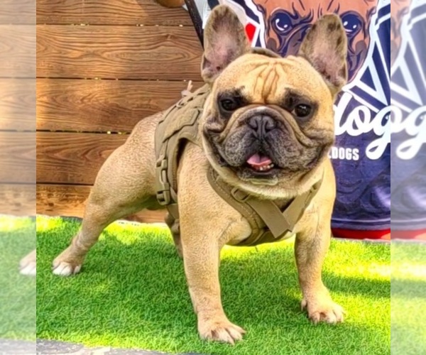 Medium Photo #1  Breeder Profile in DUNCANVILLE, TX, USA