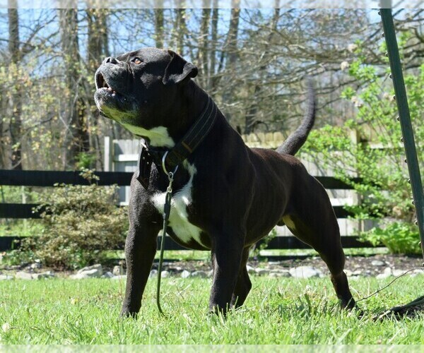 Medium Photo #69  Breeder Profile in COLUMBIA, KY, USA