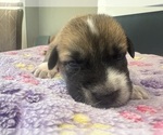 Small #17 Breeder Profile image