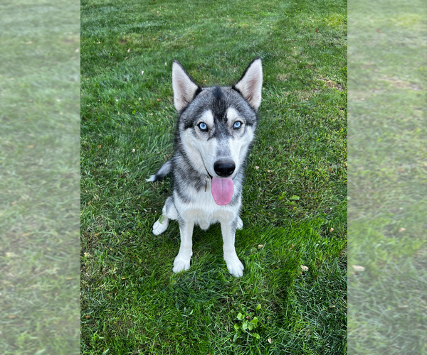 Medium Photo #1  Breeder Profile in MONROE, MI, USA