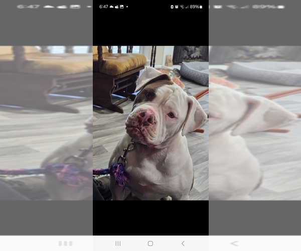 Medium Photo #2  Breeder Profile in JASPER, GA, USA