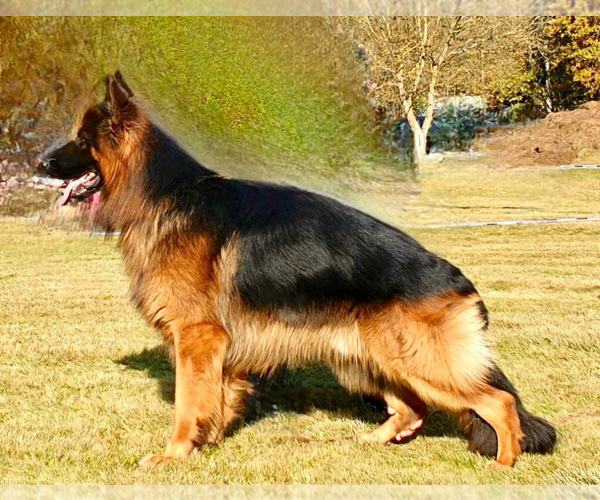 Medium Photo #4  Breeder Profile in COVINGTON, LA, USA