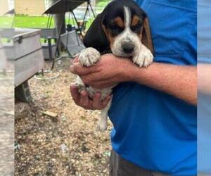 Beagle Dog Breeder near LAKE VILLAGE, IN, USA