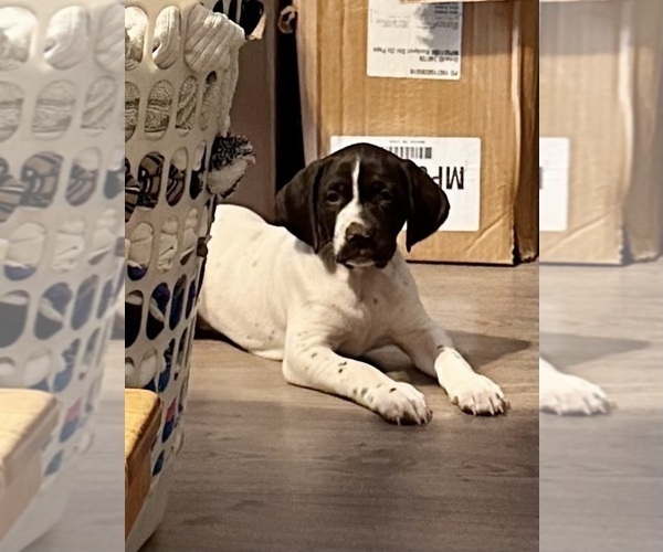 Medium Photo #21  Breeder Profile in LEXINGTON, SC, USA