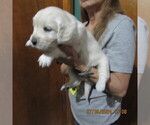 Small Photo #31  Breeder Profile in NORTHWOOD, OH, USA