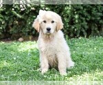 Small breeder photo