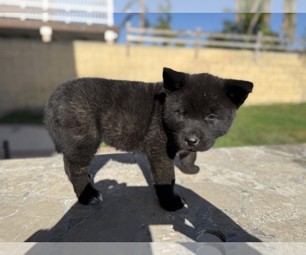 Medium Photo #7  Breeder Profile in FONTANA, CA, USA