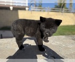 Small #6 Breeder Profile image