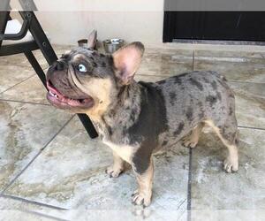 Main photo of French Bulldog Dog Breeder near SAN DIEGO, CA, USA