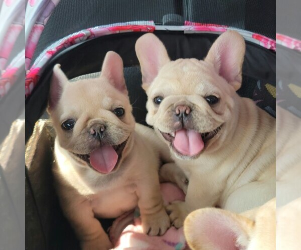 Medium Photo #1  Breeder Profile in SAINT LOUIS, MO, USA