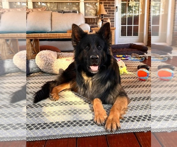 Medium Photo #13  Breeder Profile in GADSDEN, AL, USA