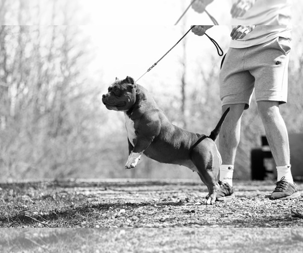 Medium Photo #4  Breeder Profile in URBANA, OH, USA