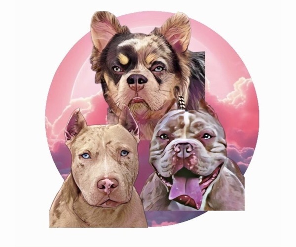 Medium Photo #1  Breeder Profile in PORT SAINT LUCIE, FL, USA