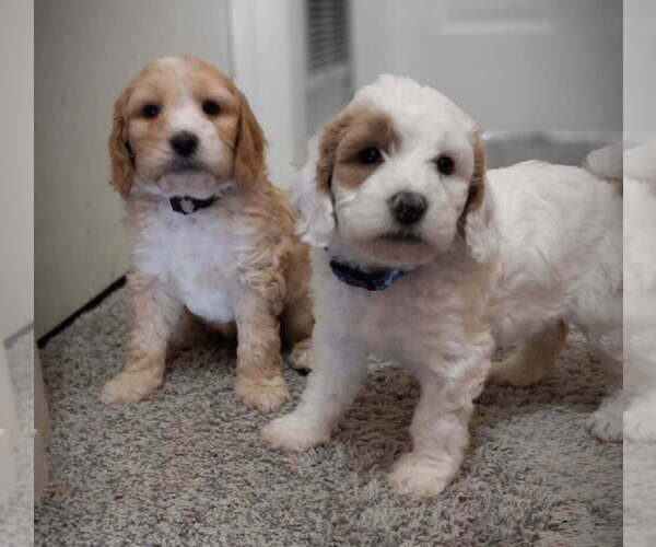 Medium Photo #1  Breeder Profile in SAINT MARYS, KS, USA