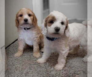 Goldendoodle Dog Breeder near SAINT MARYS, KS, USA