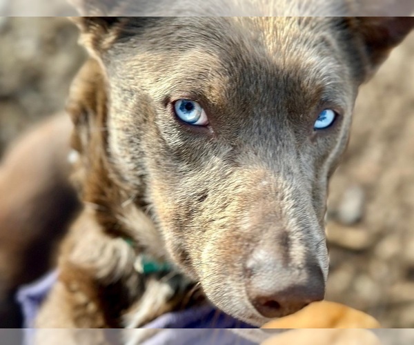 Medium Photo #12  Breeder Profile in CAMAS, WA, USA