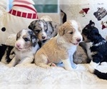 Small #2 Breeder Profile image
