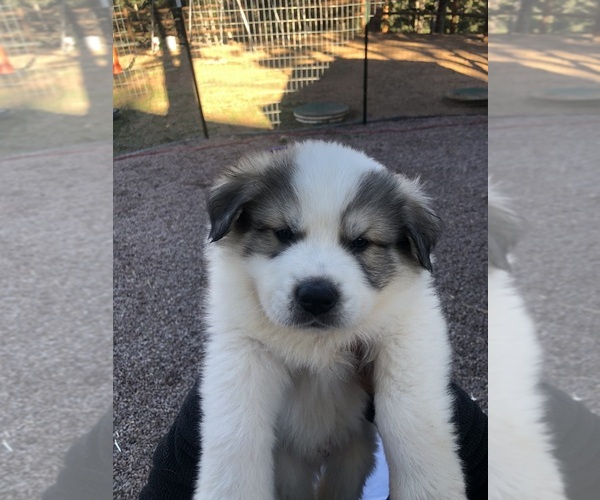 Medium Photo #4  Breeder Profile in WOODLAND PARK, CO, USA