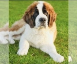 Small #6 Breeder Profile image
