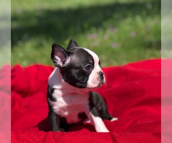 Medium Photo #1  Breeder Profile in ROCHESTER, WA, USA