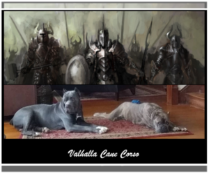 Cane Corso Dog Breeder near DUBLIN, VA, USA