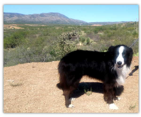 Full screen Photo #1  Breeder Profile in ORACLE, AZ, USA