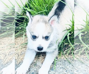 Pomsky Dog Breeder near BURTON, MI, USA