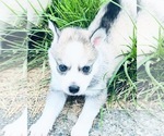 Small breeder photo