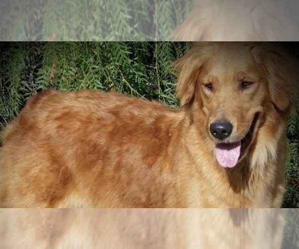 Medium Photo #31  Breeder Profile in HEMET, CA, USA