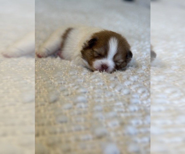 Medium Photo #1  Breeder Profile in VICTOR, NY, USA