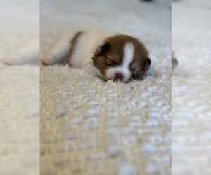 Pomeranian Dog Breeder near VICTOR, NY, USA