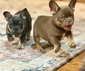 French Bulldog Dog Breeder near LAWRENCEVILLE, GA, US